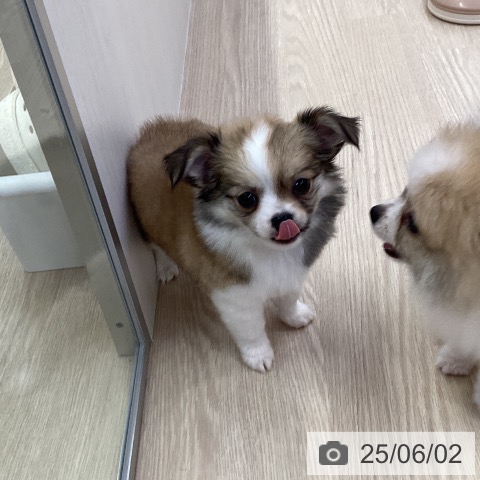チワワの写真