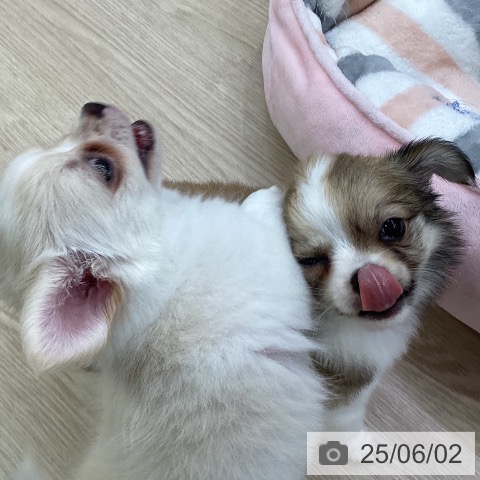 チワワの写真