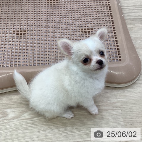 チワワの写真