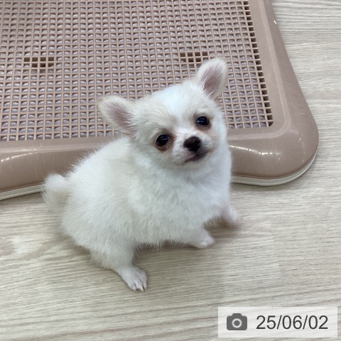 チワワの写真