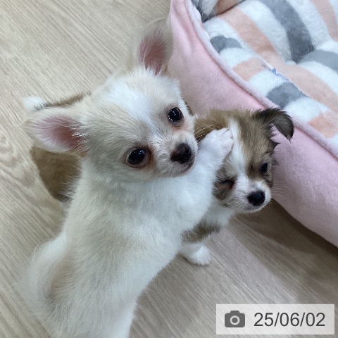 チワワの写真