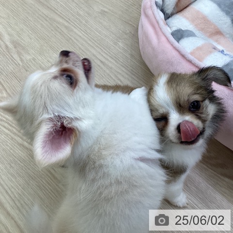 チワワの写真