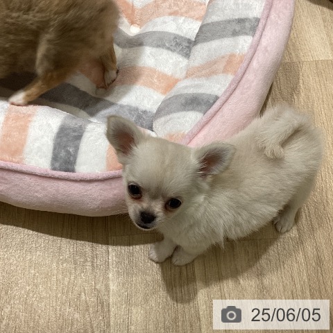 チワワの写真