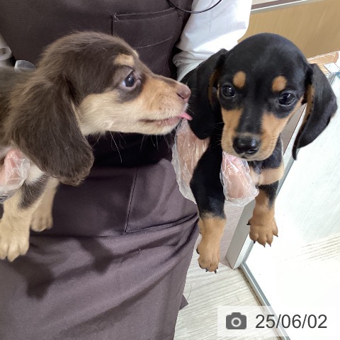 ミニチュア・ダックスフンドの写真