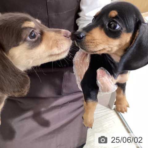 ミニチュア・ダックスフンドの写真