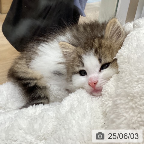 ノルウェージャンフォレストキャットの写真