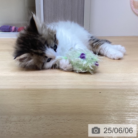 ノルウェージャンフォレストキャットの写真
