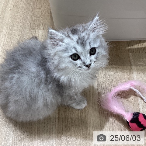 サイベリアンの写真