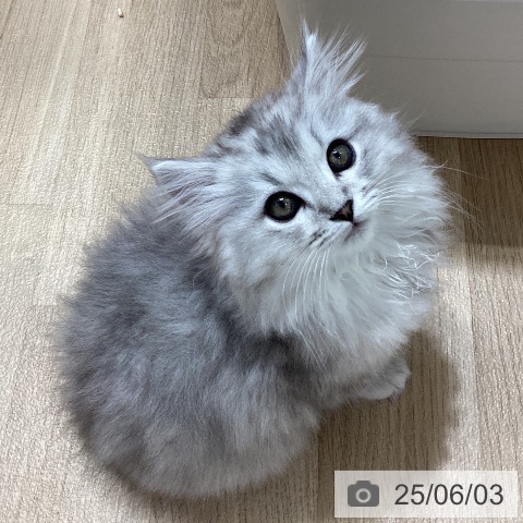 サイベリアンの写真