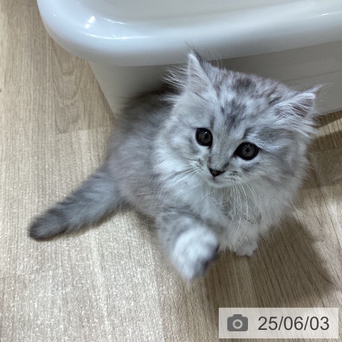 サイベリアンの写真