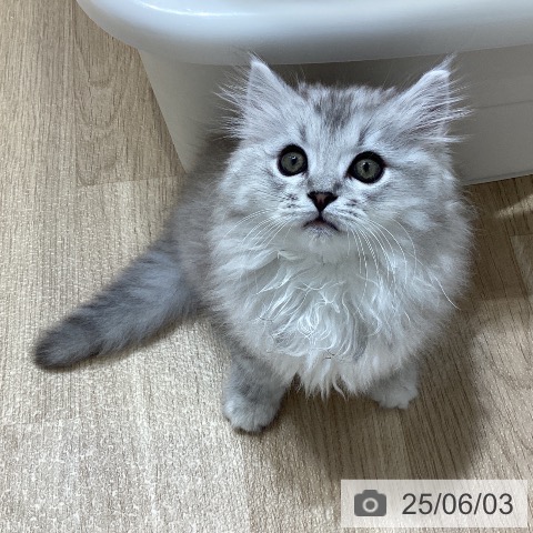 サイベリアンの写真
