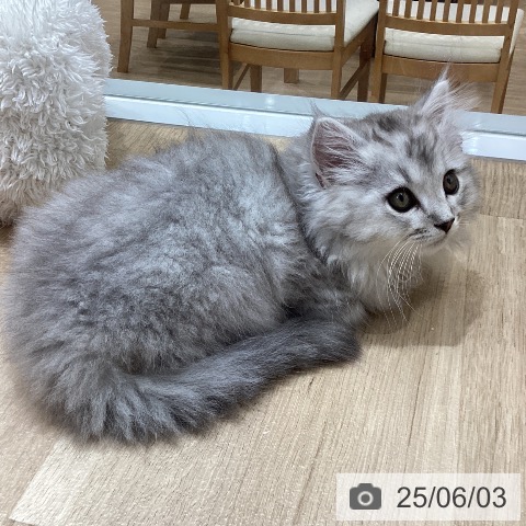 サイベリアンの写真