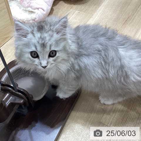 サイベリアンの写真