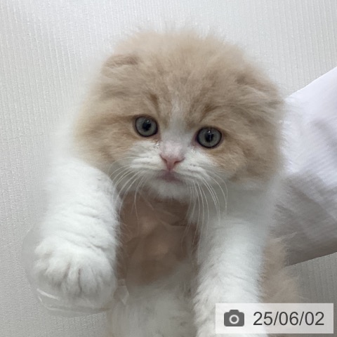 スコティッシュフォールドの写真