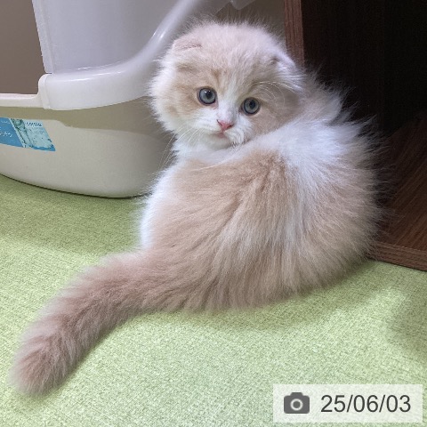 スコティッシュフォールドの写真