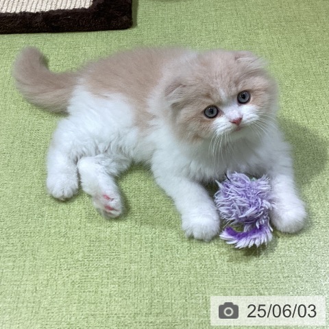 スコティッシュフォールドの写真
