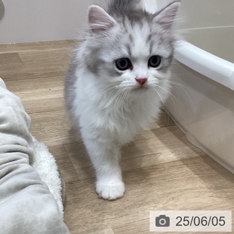 ラガマフィンの写真