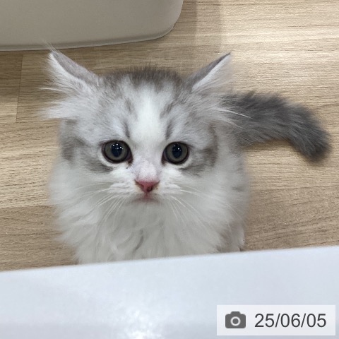ラガマフィンの写真