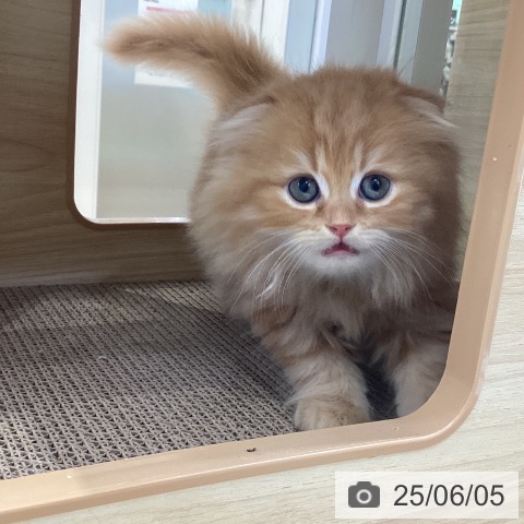 スコティッシュフォールドの写真