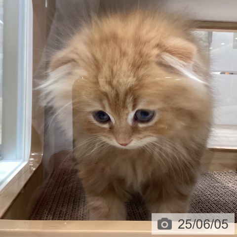 スコティッシュフォールドの写真