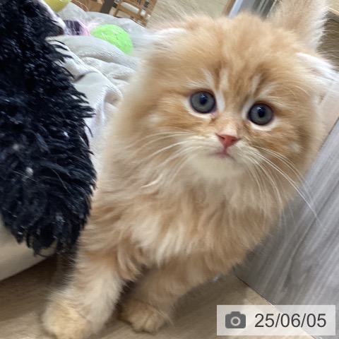 スコティッシュフォールドの写真