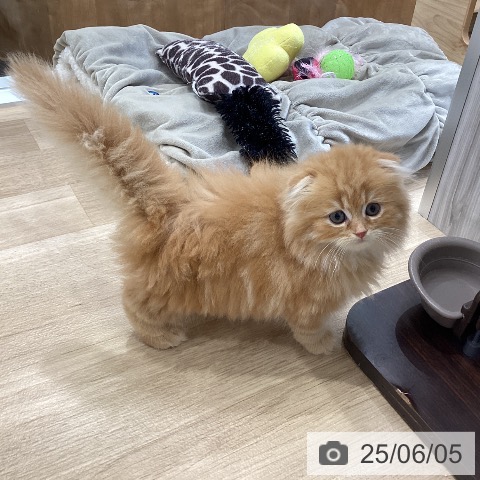 スコティッシュフォールドの写真