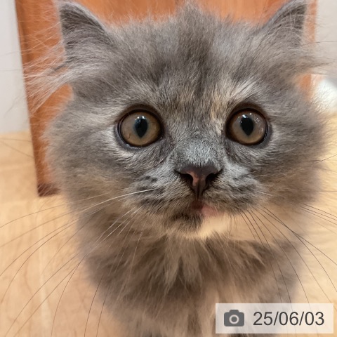 ミヌエットの写真