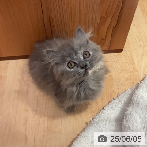 ミヌエットの写真