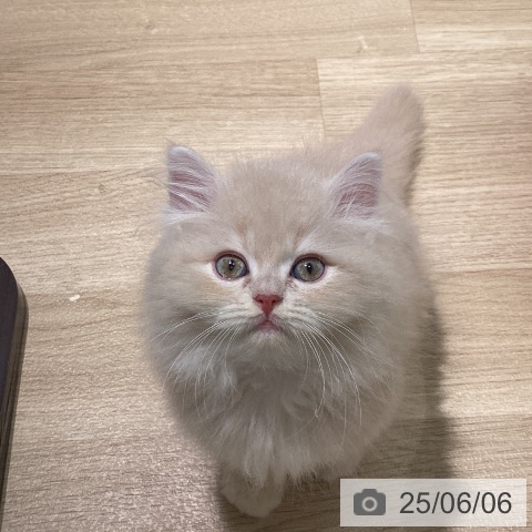 サイベリアンの写真