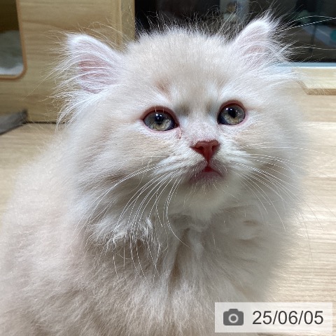 サイベリアンの写真