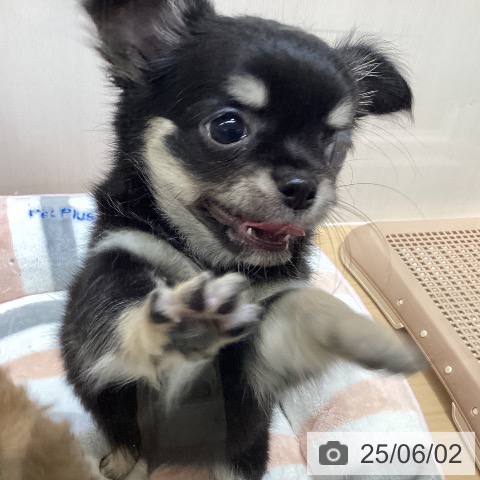 チワワの写真