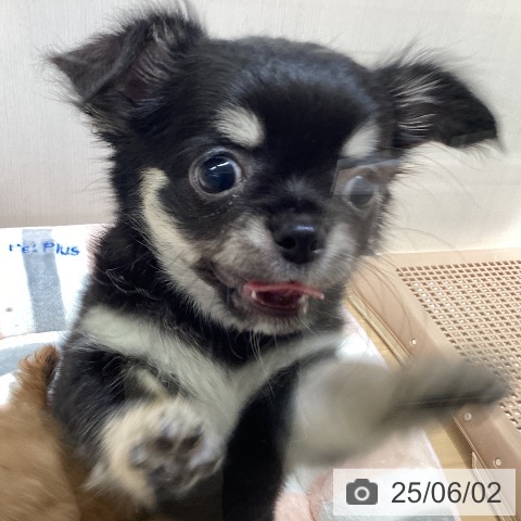 チワワの写真