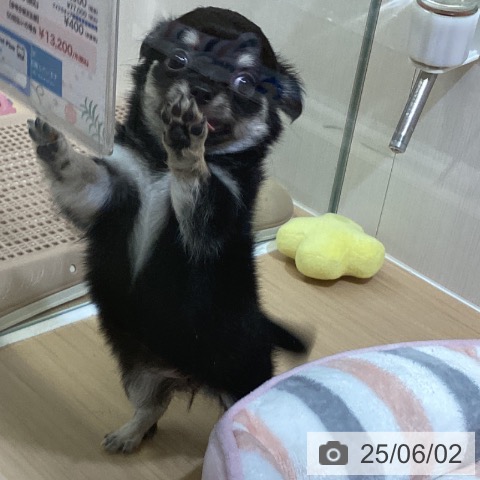 チワワの写真