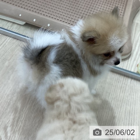 ポメラニアンの写真