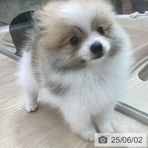 ポメラニアンの写真