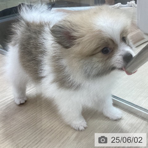 ポメラニアンの写真