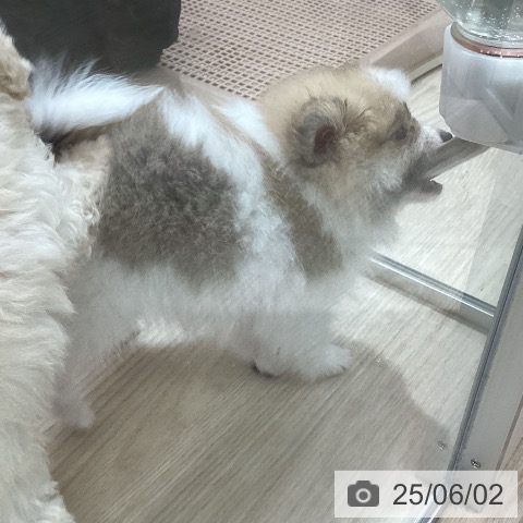 ポメラニアンの写真