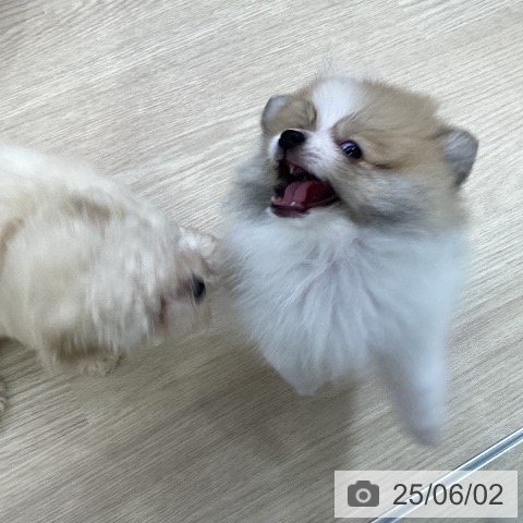 ポメラニアンの写真