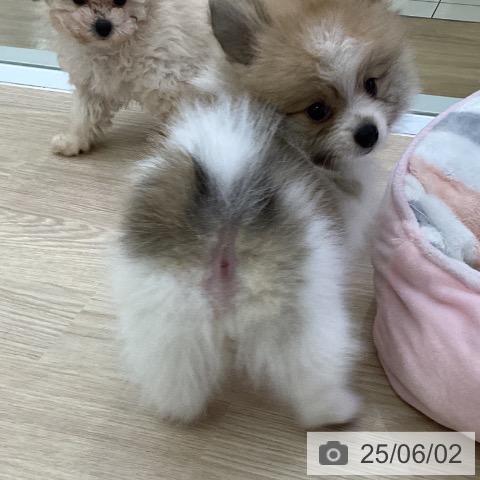 ポメラニアンの写真