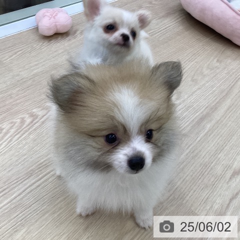 ポメラニアンの写真