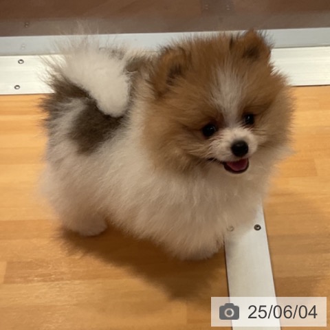 ポメラニアンの写真