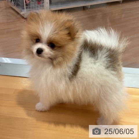 ポメラニアンの写真