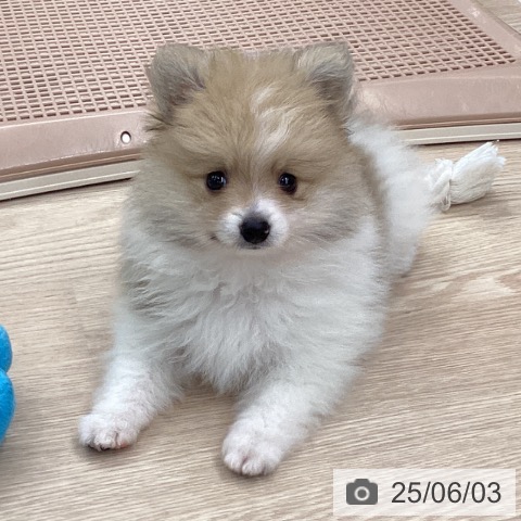 ポメラニアンの写真