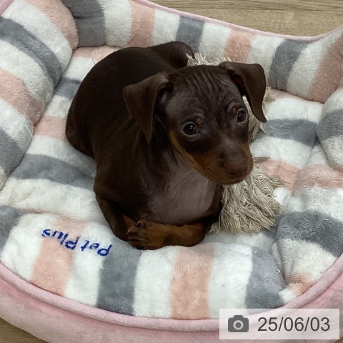 ミニチュア・ピンシャーの写真