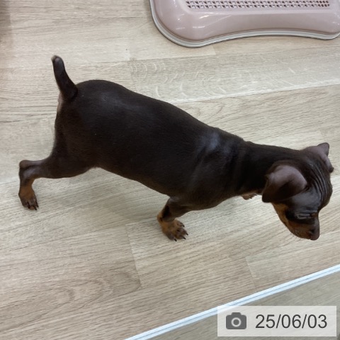 ミニチュア・ピンシャーの写真
