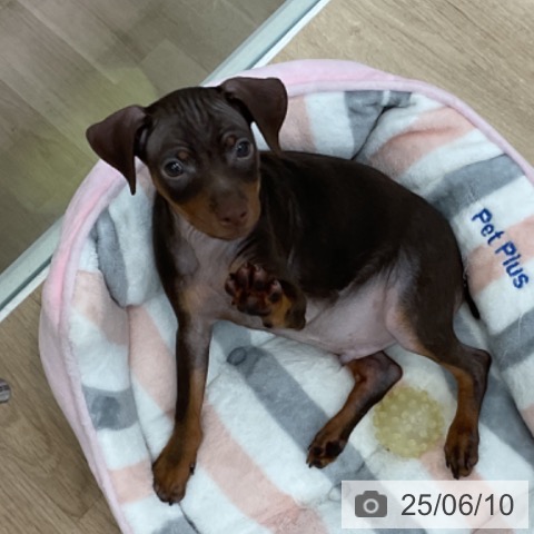ミニチュア・ピンシャーの写真