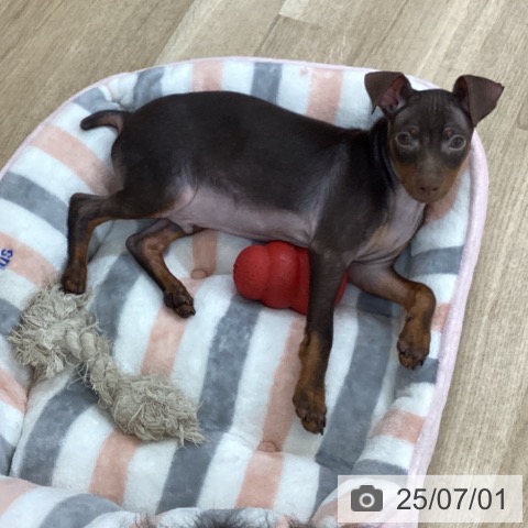 ミニチュア・ピンシャーの写真