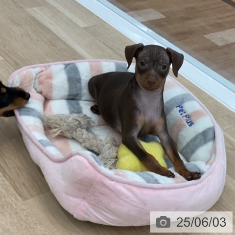 ミニチュア・ピンシャーの写真