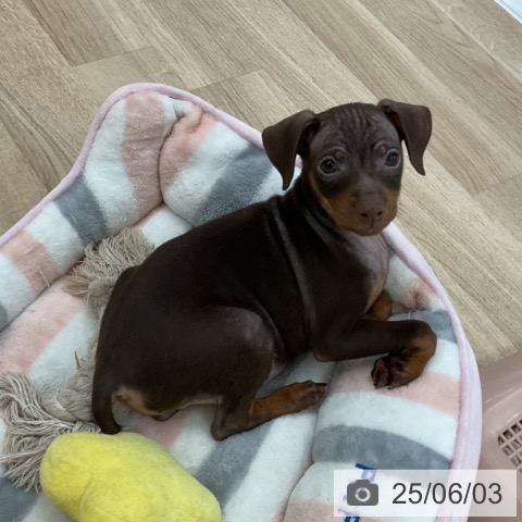 ミニチュア・ピンシャーの写真