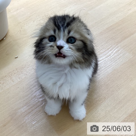 スコティッシュフォールドの写真
